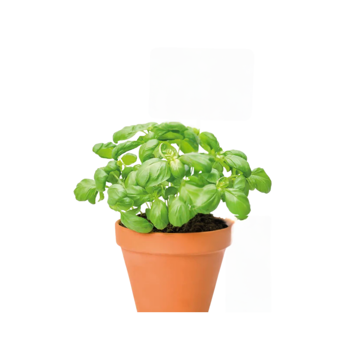 Kräuter Bio Thai Basil.