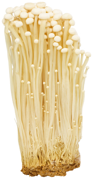 Enoki Pilze