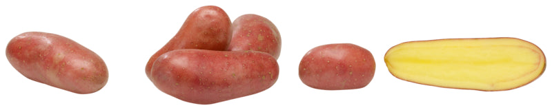 Kartoffeln vorwiegend festkochend Baltic Rose Deutschland 1,5kg