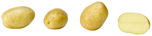 Frühkartoffeln mehligkochend Karlena Deutschland,Mecklenburg-Vorpommern 1,5kg