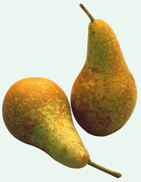 Unsere Heimat Birnen Köstliche von Charneu Deutschland Klasse I